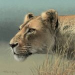 Fuz Caforio - Lioness study