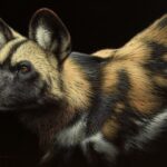 Fuz Caforio - Wild dog