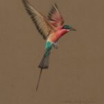 S5500, Fuz Caforio, Caremen Bee-eater, 60cm x 50cm, Oil on canvas